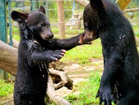 Björnungar på AAF:s räddningscenter för gallbjörnar