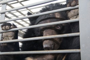 Gallbjörn instängd i bur på kinesisk gallfarm