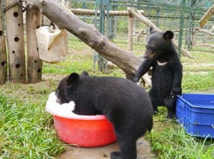 Björnungar leker i bubblor på AAF:s räddningscenter för gallbjörnar