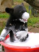 Björnungar på Animal Asia Foundations räddningscenter för gallbjörnar