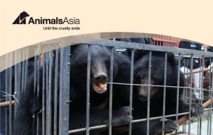header_2bears1