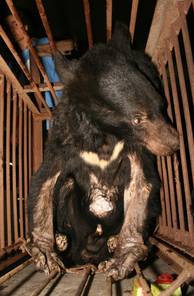 Gallbjörn i bur på gallfarm i Kina