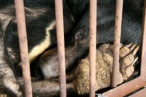 Gallbjörn fotograferad på gallfarm i Kina (Fotografi: Animals Asia Foundation)