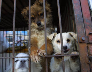 Hundar i bur