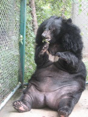 APN:s björn Somsi sitter