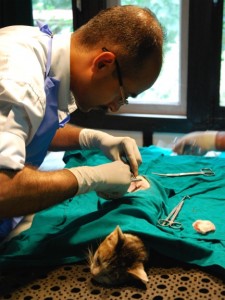 Veterinär i Indien utför sterilisering av en katt på Kalimpongs djurcenter