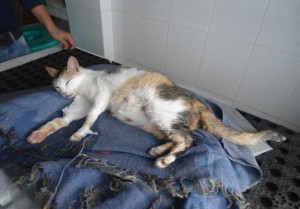 Gravid katt på djurcenter i Indien