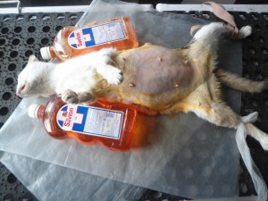 Gravid katt nedsövd för operation på djurhem i Indien