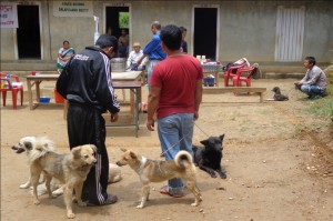 Hundar på Kalimpong Animal Shelters mobila veterinärklinik i Dalapchand Busty, Indien