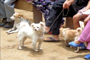 Liten hund på Kalimpong Animal Shelters mobila veterinärklinik