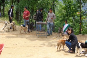 Kalimpong Animal Shelters mobila veterinärklinik i Dalapchand Busty, Indien