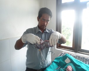 Veterinär avslutar operation av gravid katt i Indien