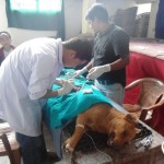Dr. Sameer doing the operation