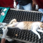 cat ready for LIGATION