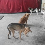 first few street dogs caught by our staff before the ABC camp