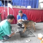 rudra and saila preparing anesthetics for the street dog