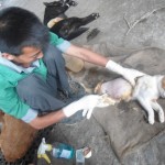saila preparing cat for ligation