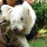 Vit hund indien