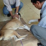 hund indien 121025