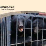 header_2bears1