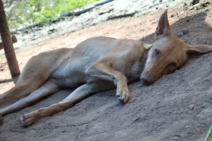 Hund i Vietnamn