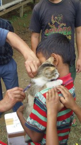 Kattunge får vaccination