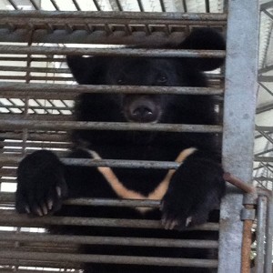 Peace by Piece. Räddningsprojekt för gallbjörnar i Nanning, Kina.