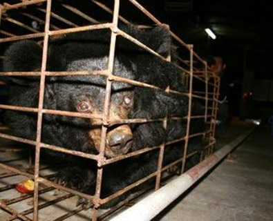 Björn i bur på kinesisk gallfarm. (Bild: Animals Asia Foundation)