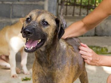 Numera välmående hund räddad från misshandel i Thailand